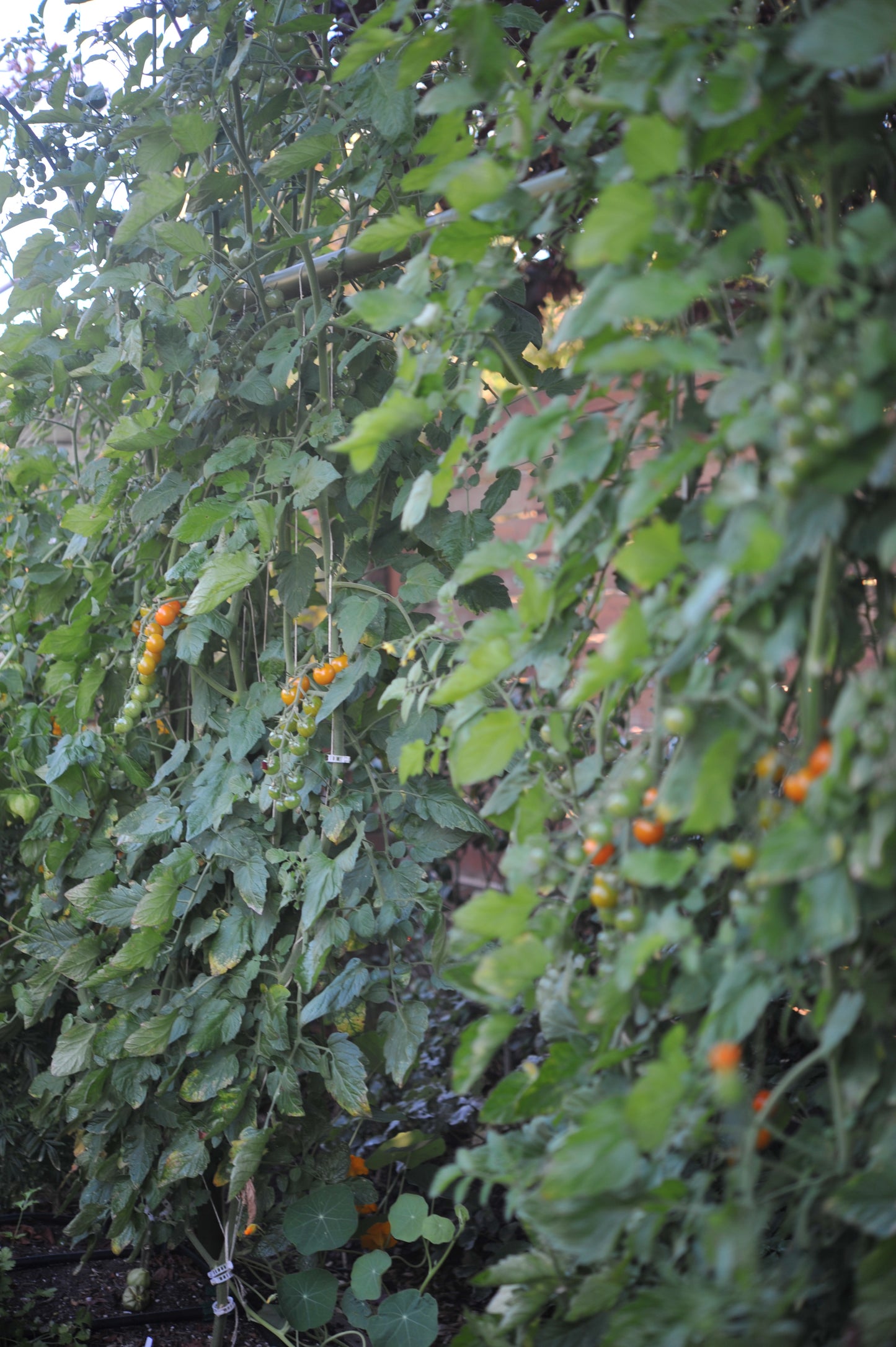 Tomato Cherry Sungold