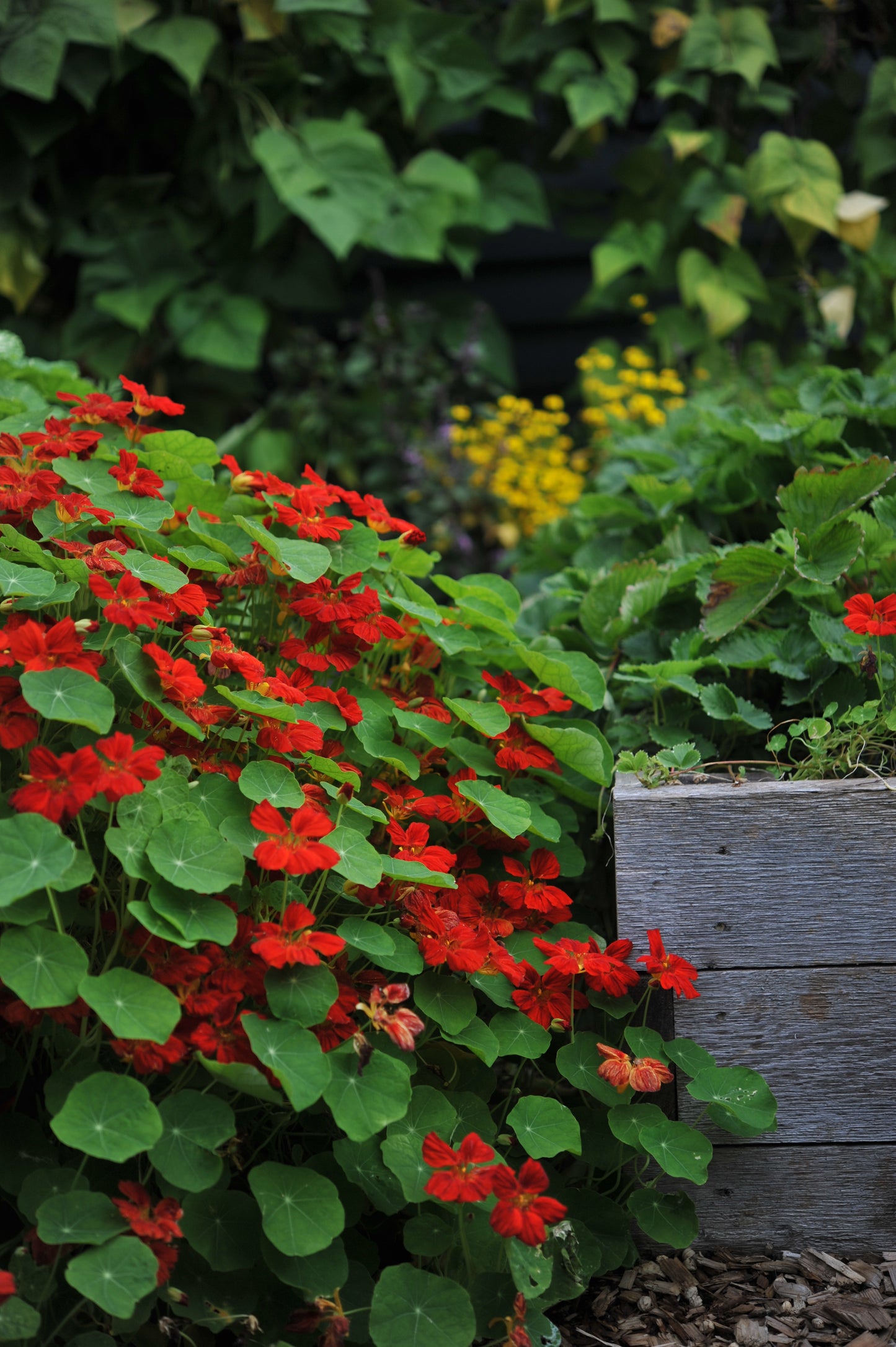 Nasturtium Copper Sunset