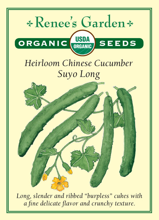 Cucumber - Suyo Long Chinese Organic