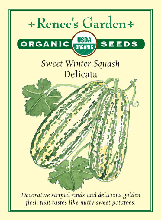 Squash Winter Delicata Organic