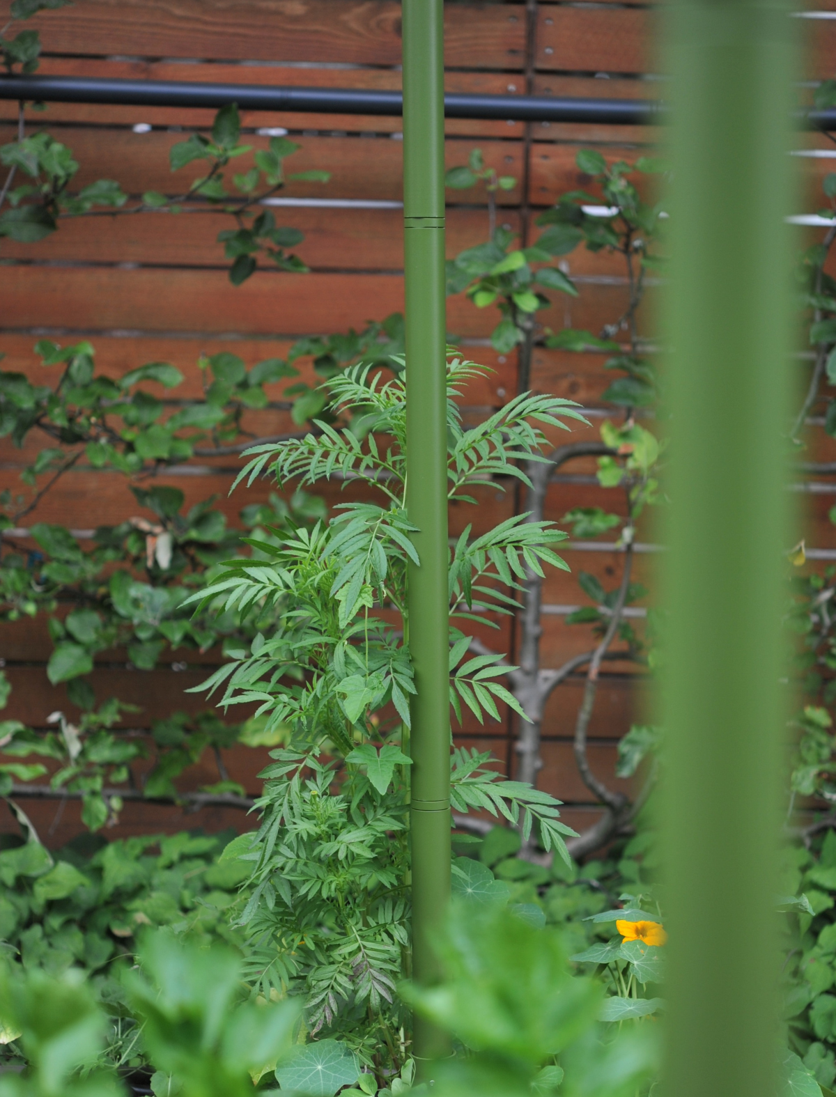 Freyr garden trellis
