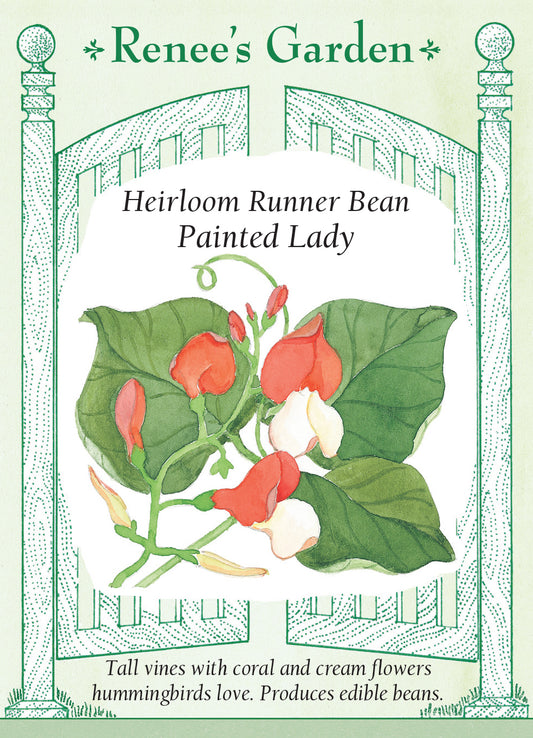 Scarlett Runner Beans - Painted Lady