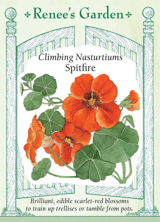 Nasturtium Spitfire