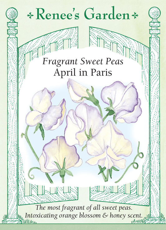 Sweet Pea April in Paris