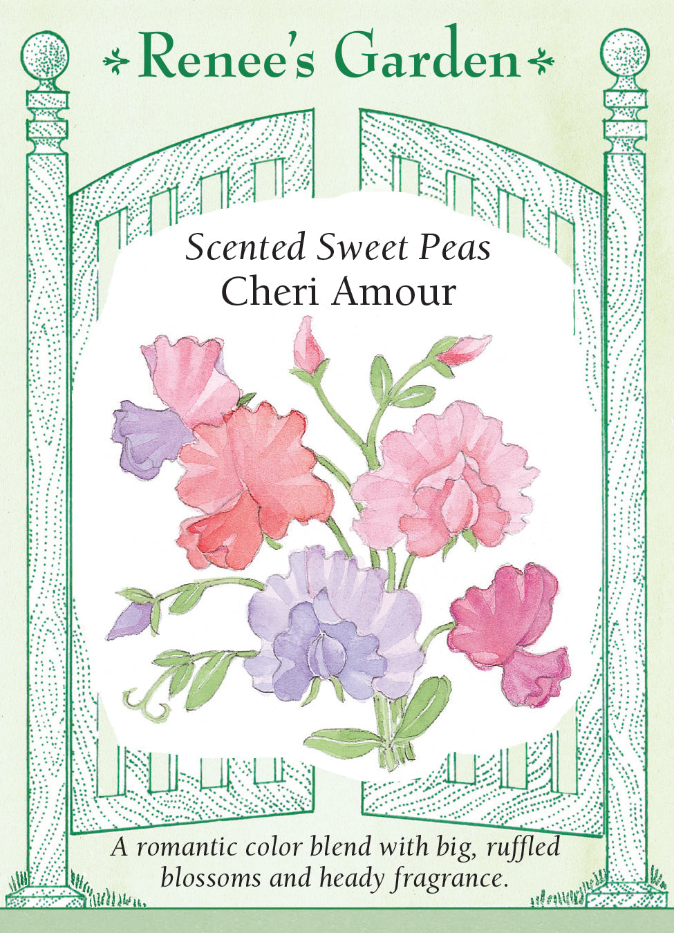 Sweet Pea Cheri Amour