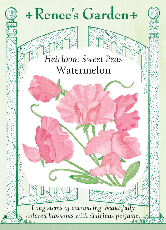 Sweet Pea Watermelon