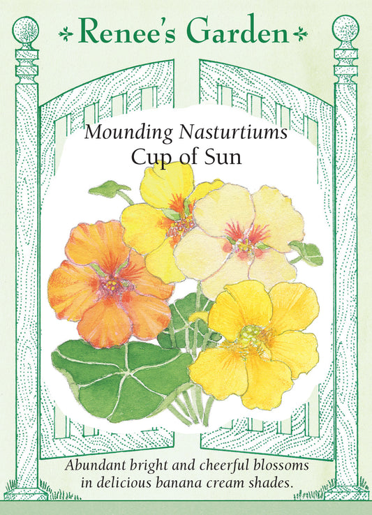 Nasturtium Cup of Sun