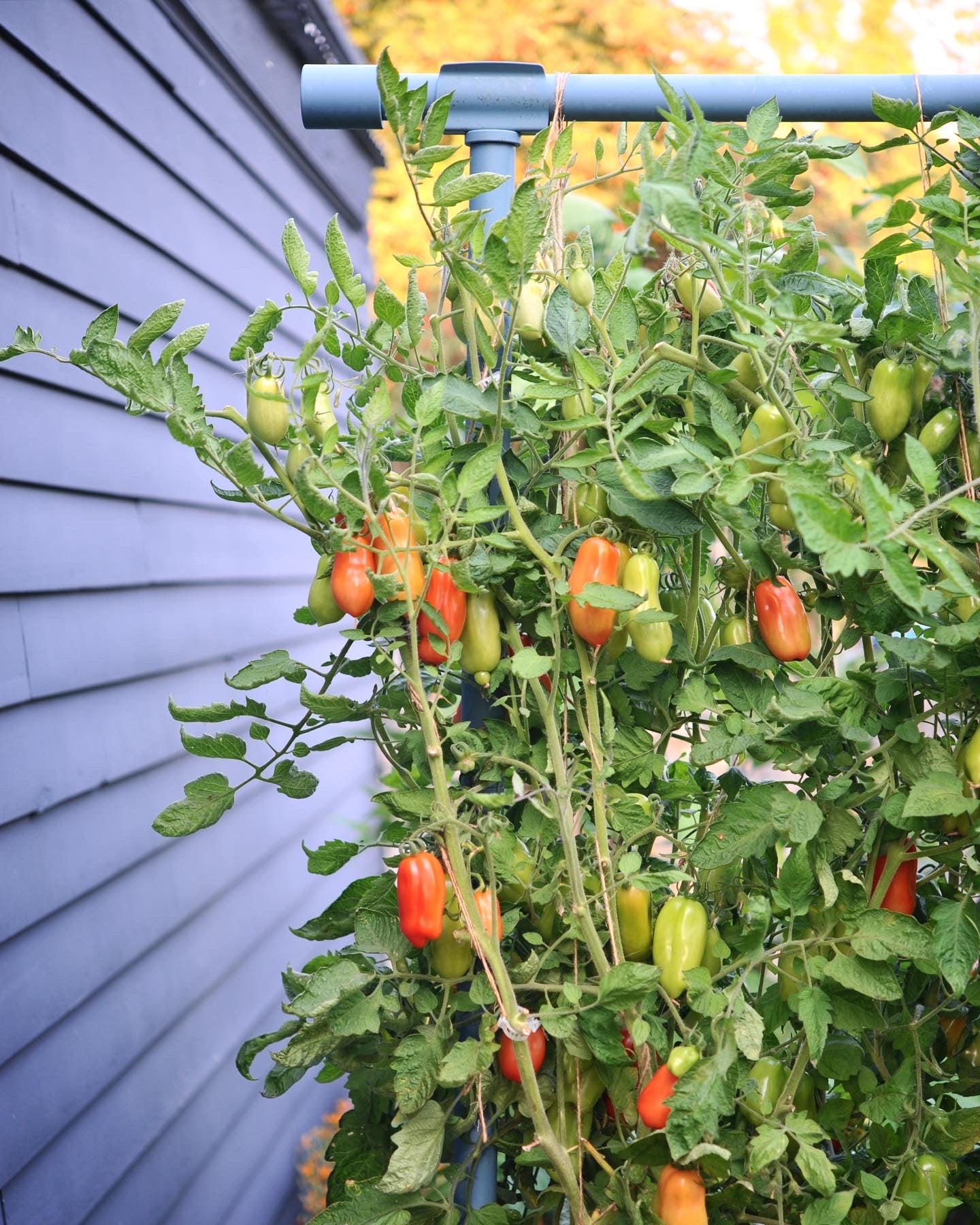Tomato Plum San Marzano Italian Organic