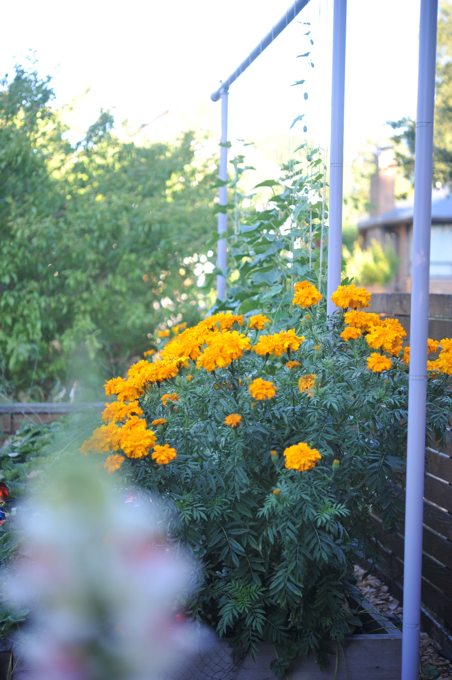 Marigolds - Giant Bouquet - Orange & Yellow Beast