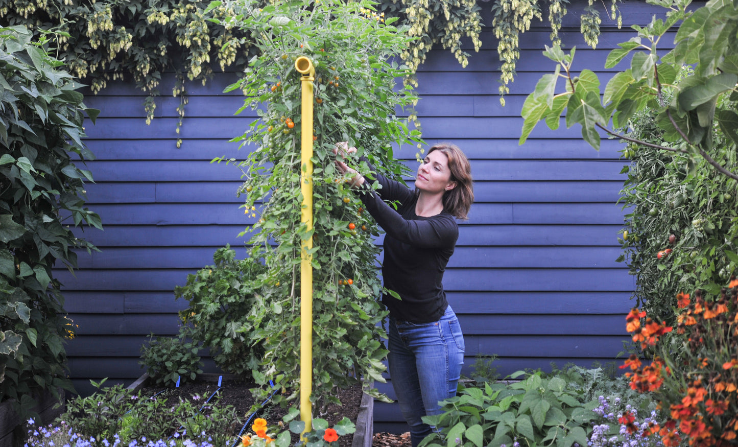 Freyr trellis growing tomatoes vertically on hemp twine