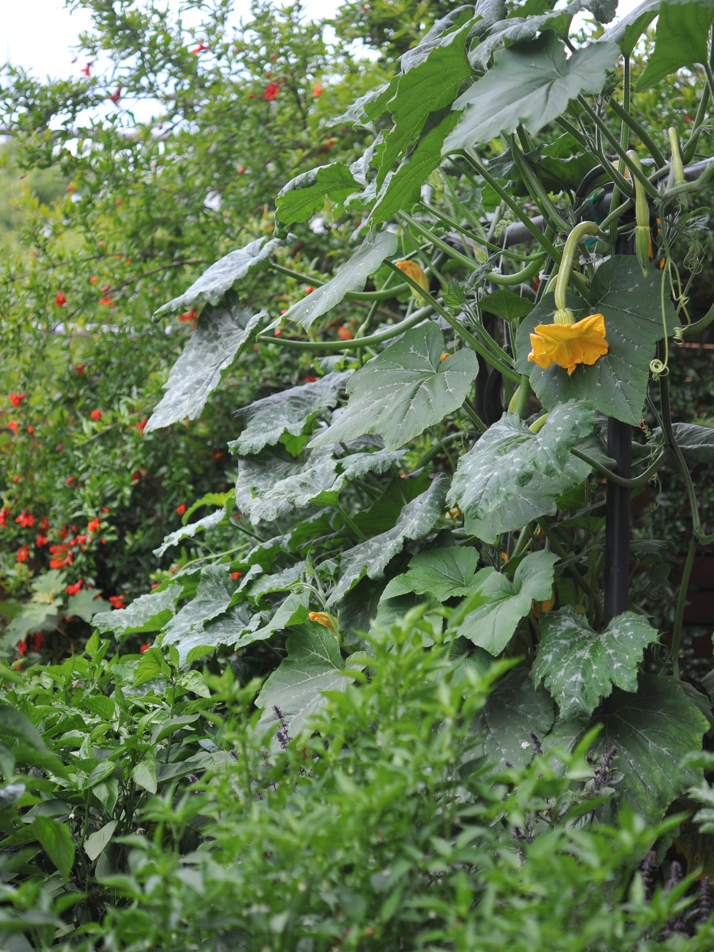 Charcoal Freyr trellis growing zucchini vertically
