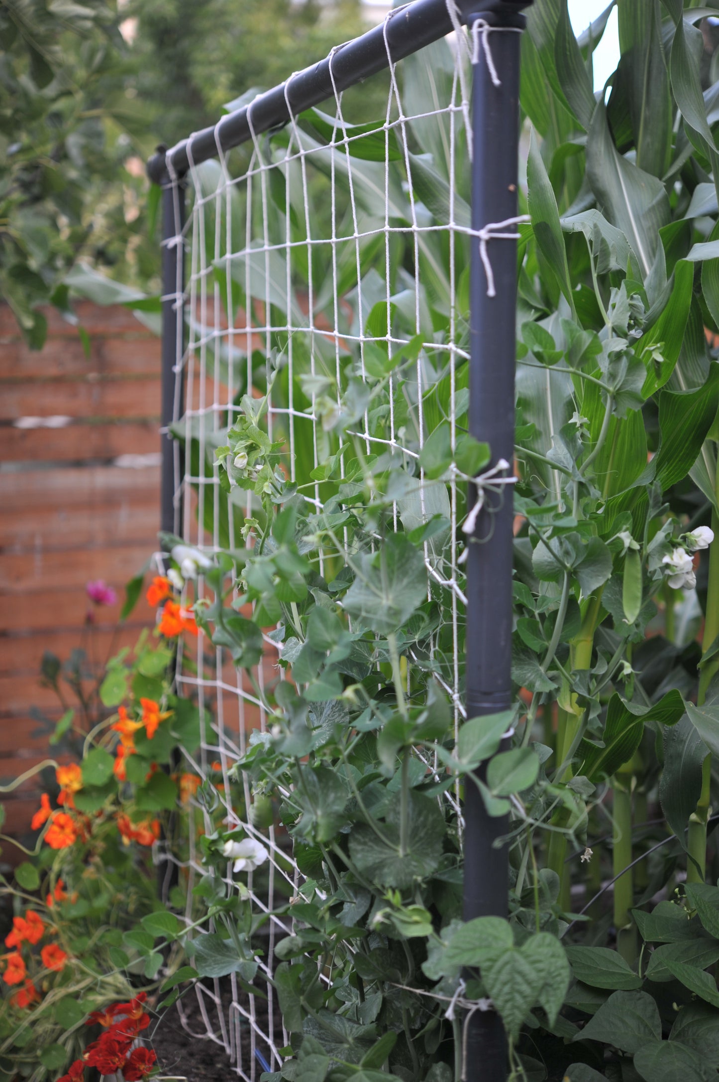Cotton Garden Netting