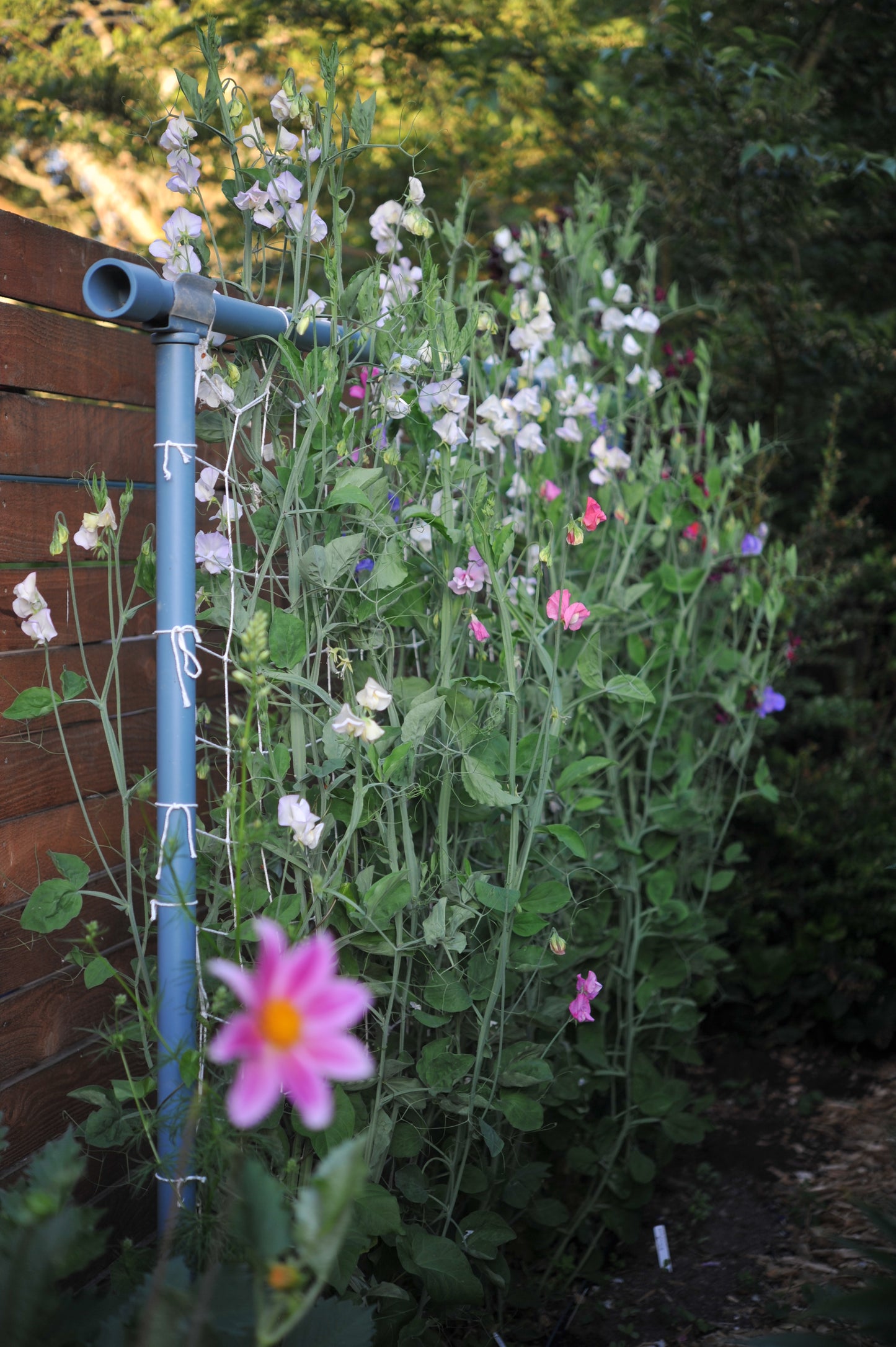 Cotton Garden Netting - 2 sizes!!