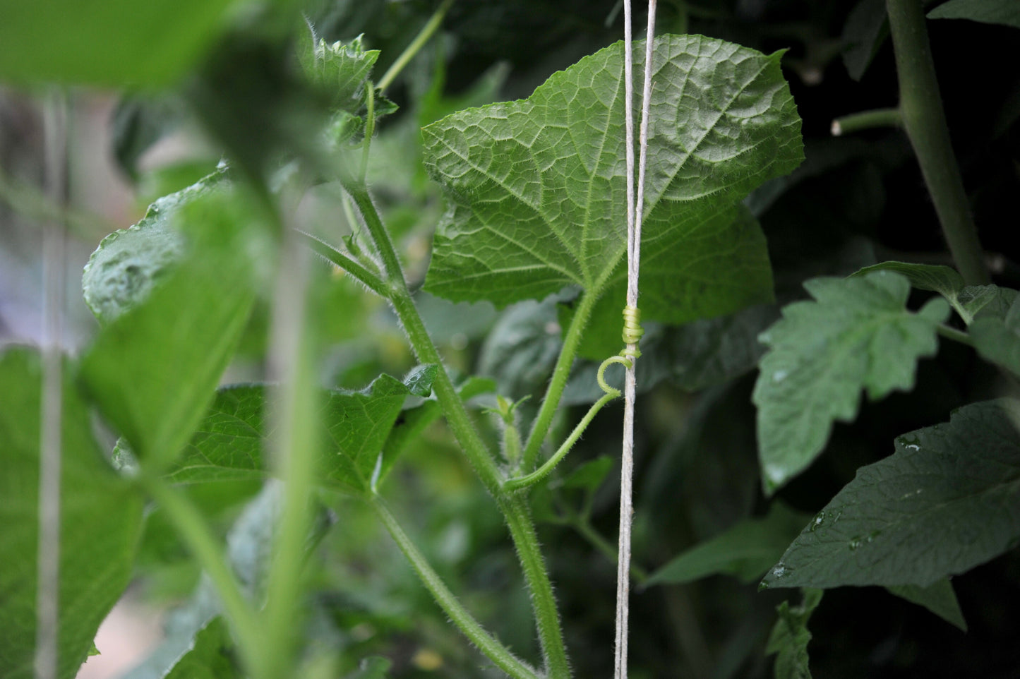 Hemp garden twine spool