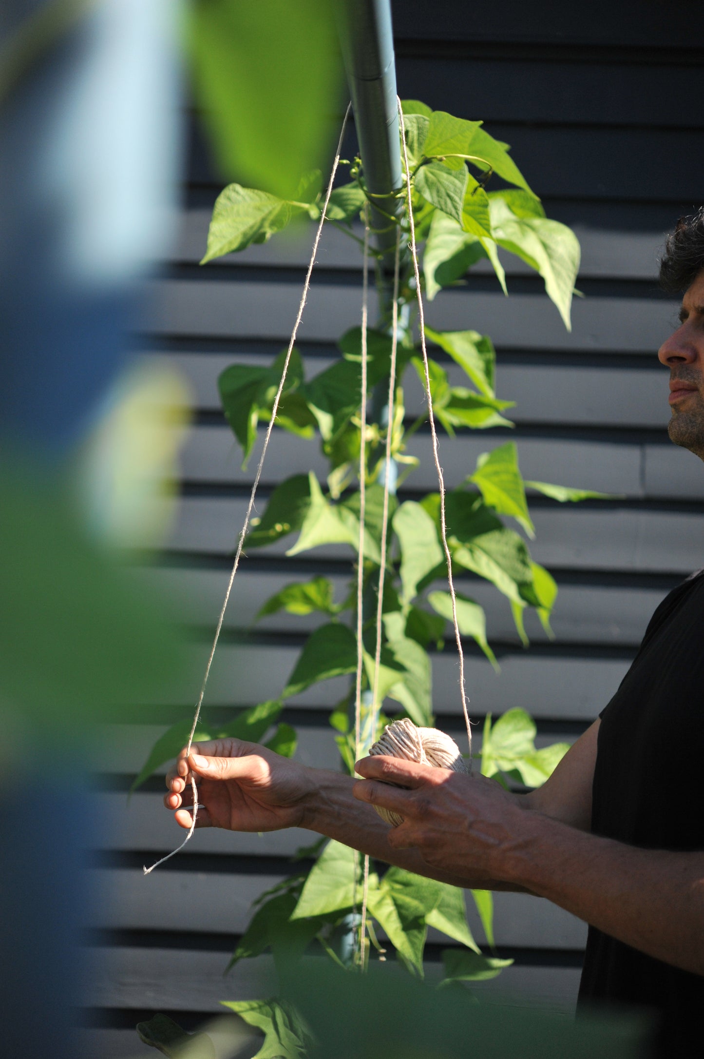 Growing pole beans on the Freyr trellis using extra strong hemp twine