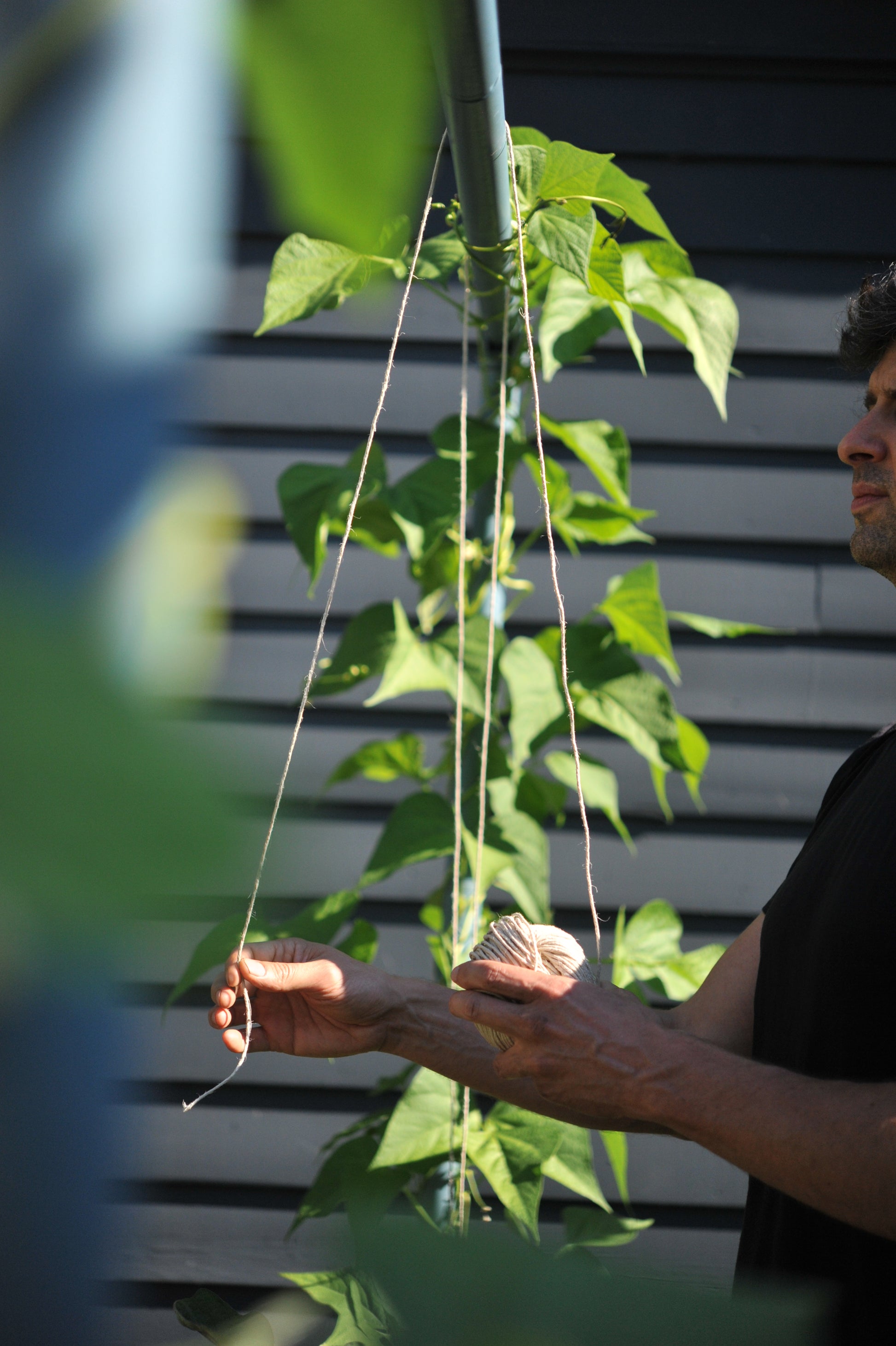 Growing pole beans on the Freyr trellis using extra strong hemp twine