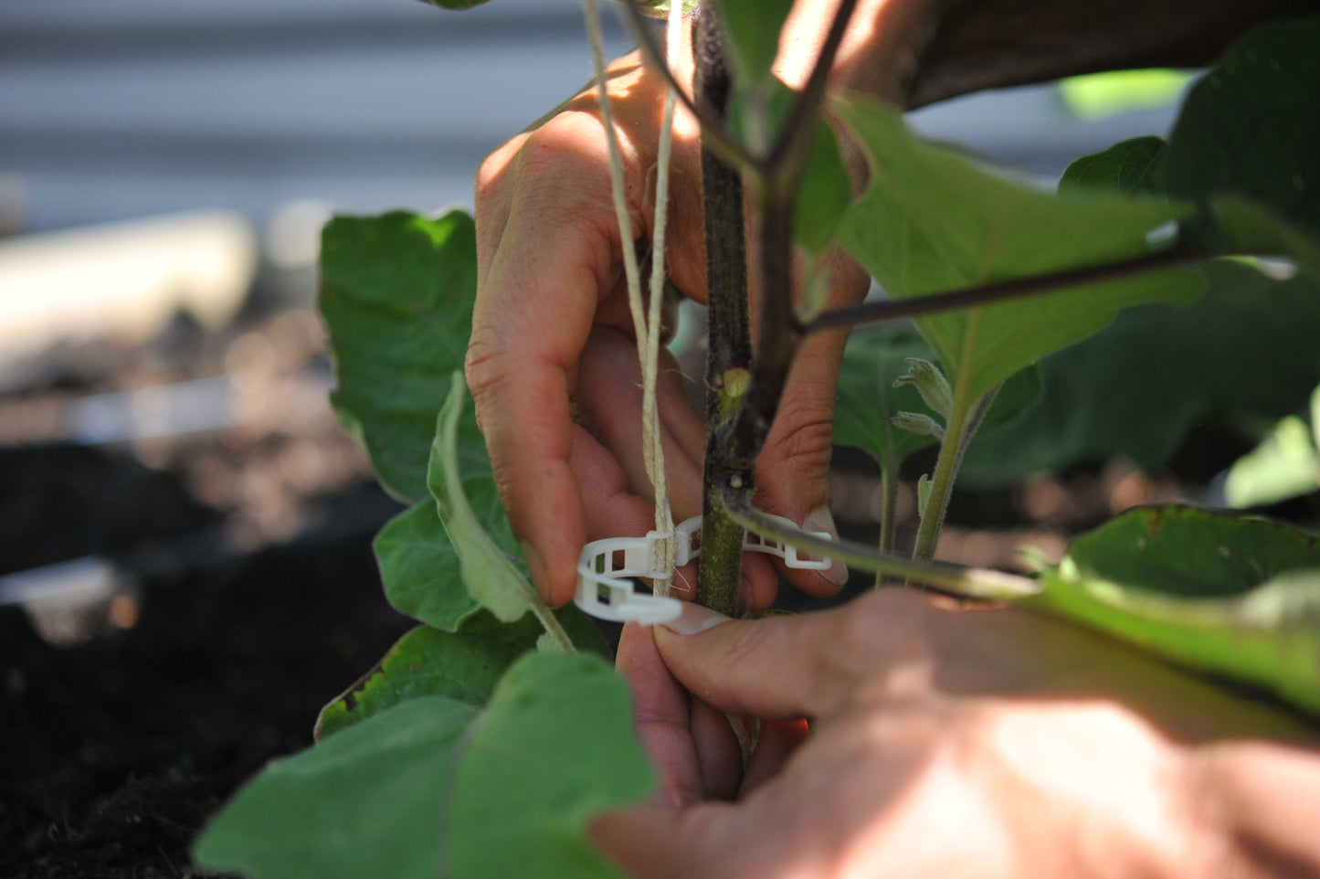Compostable garden clips and extra strong hemp twine