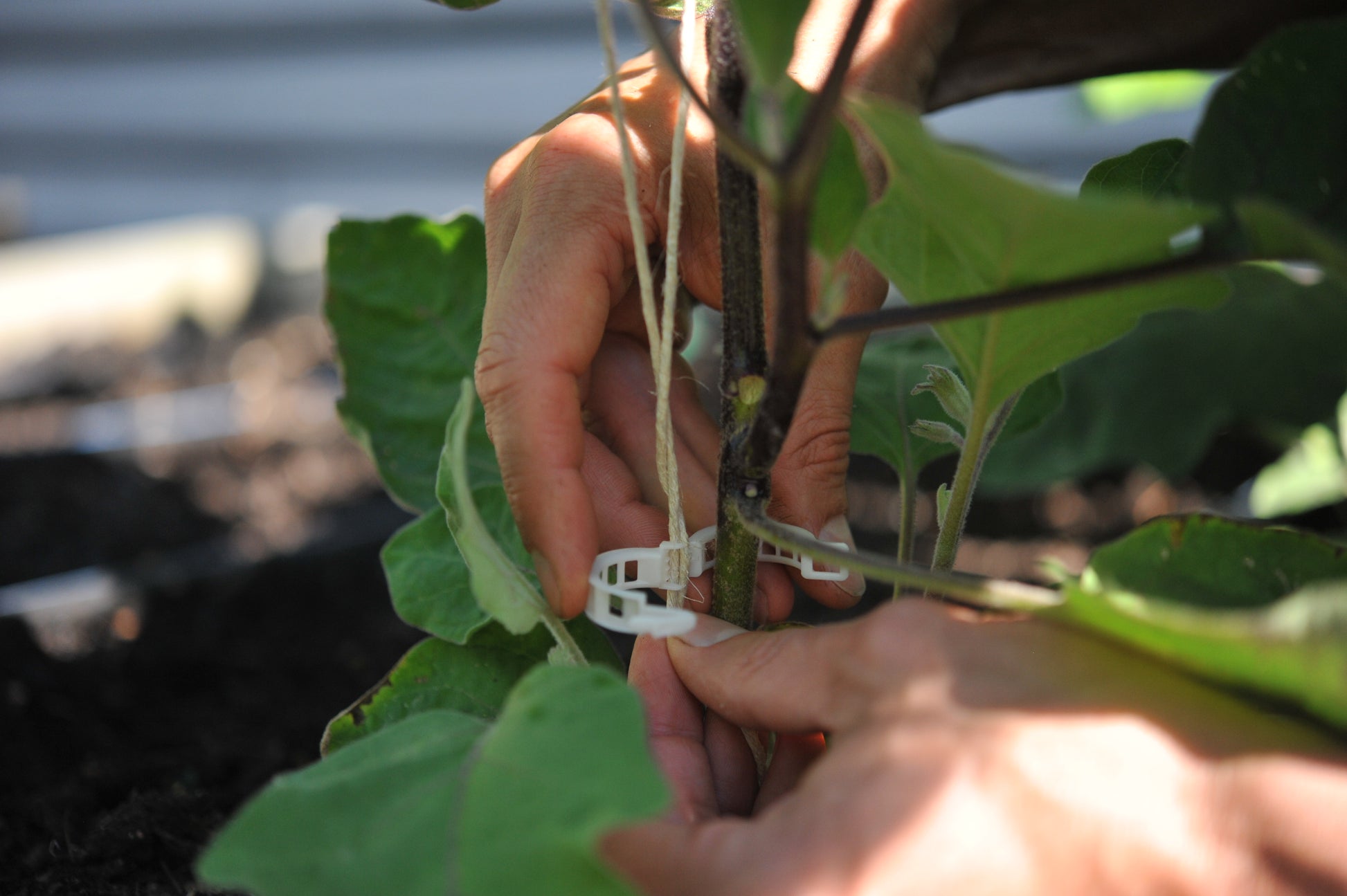 Compostable garden clips and extra strong hemp twine