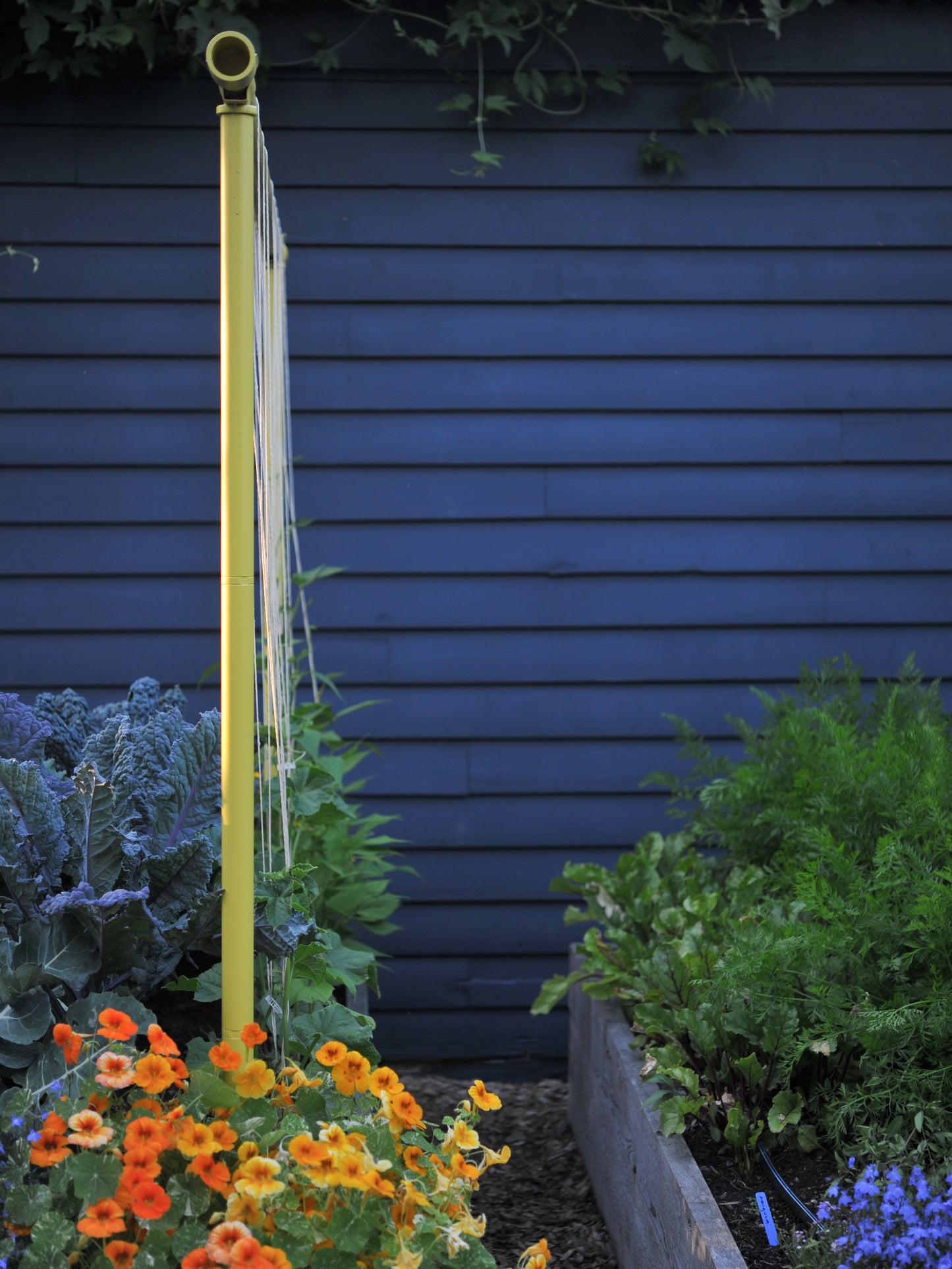 Dandelion Freyr trellis growing pole beans vertically in a garden