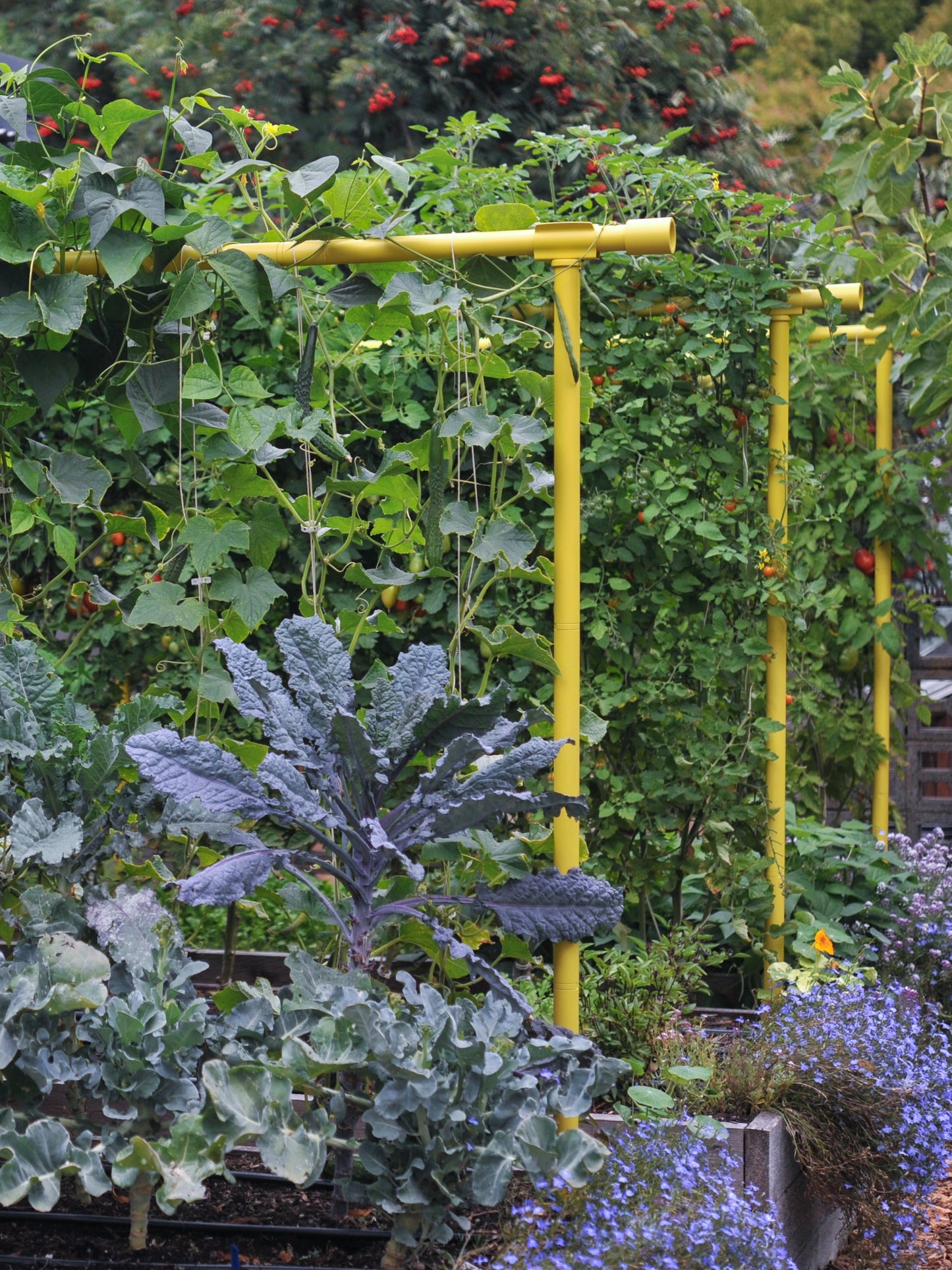 Dandelion Freyr trellis vertically growing cucumber tomatoes and pole beans