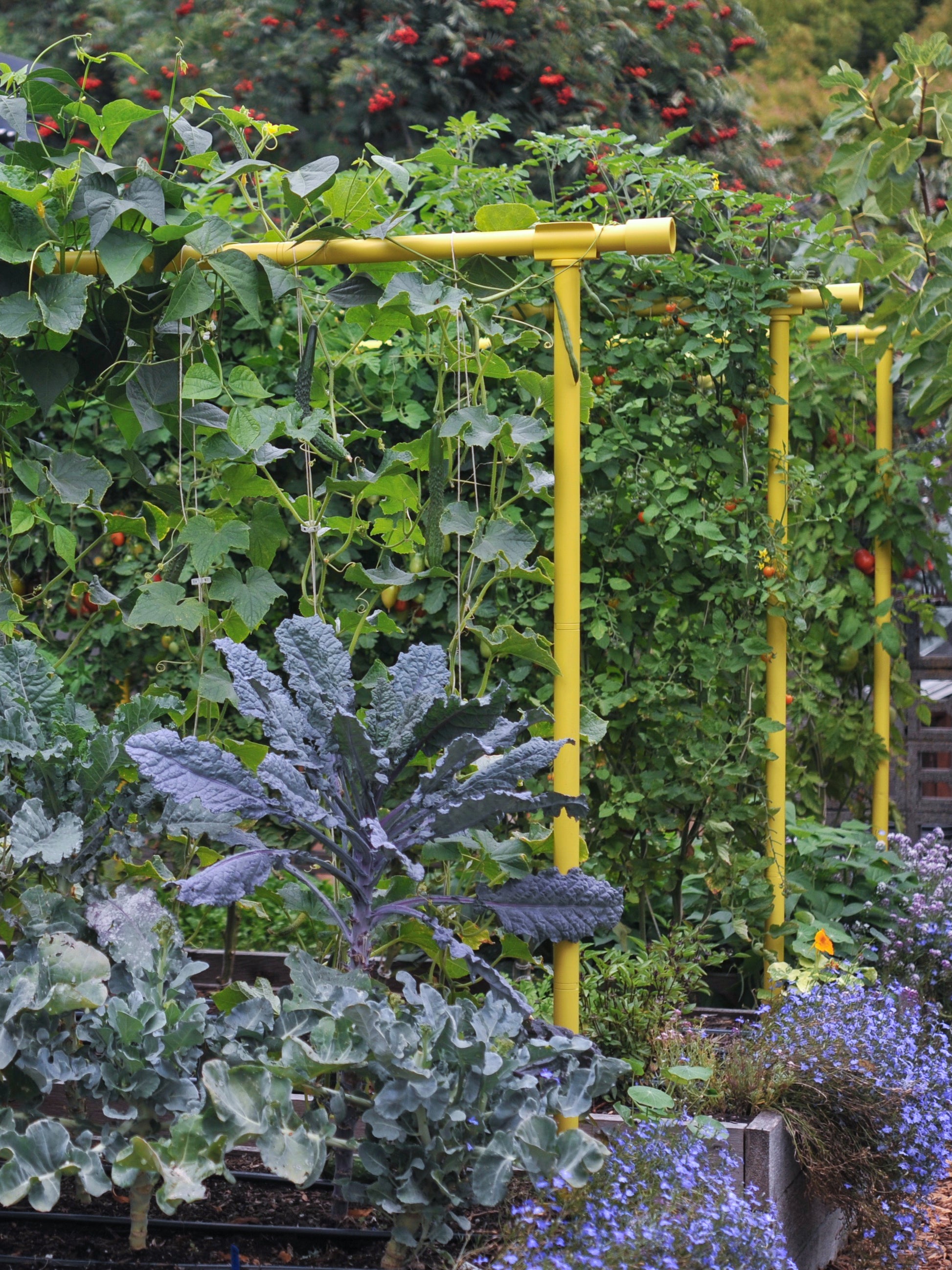 Dandelion Freyr trellis vertically growing cucumber tomatoes and pole beans