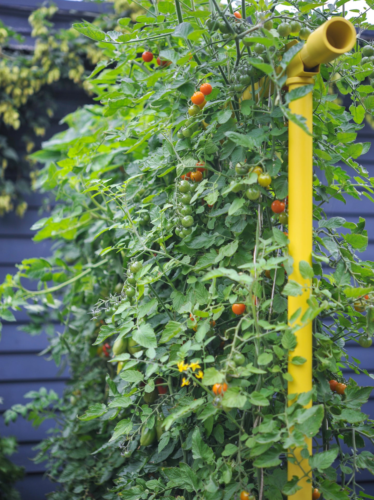 Dandelion Freyr trellis vertically growing sungold tomatoes