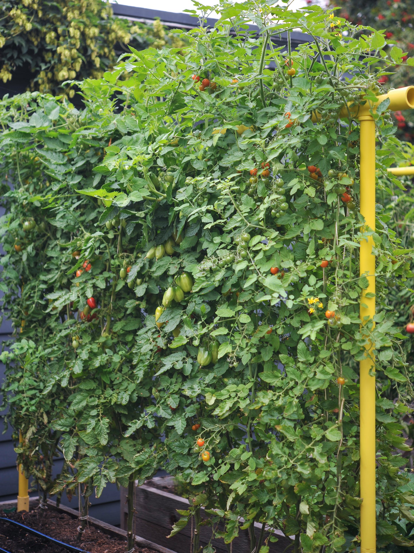 Dandelion Freyr trellis vertically growing tomatoes