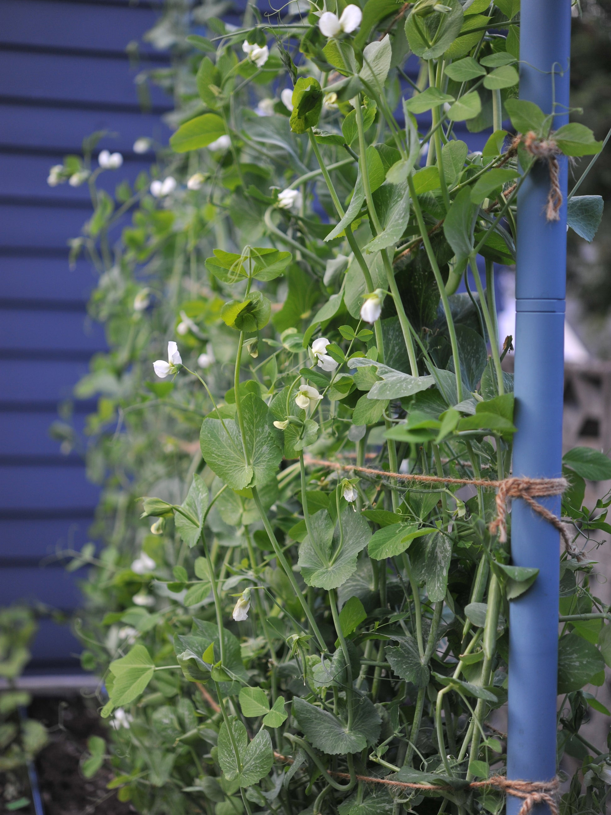 Dusty blue Freyr trellis growing sugar snap peas