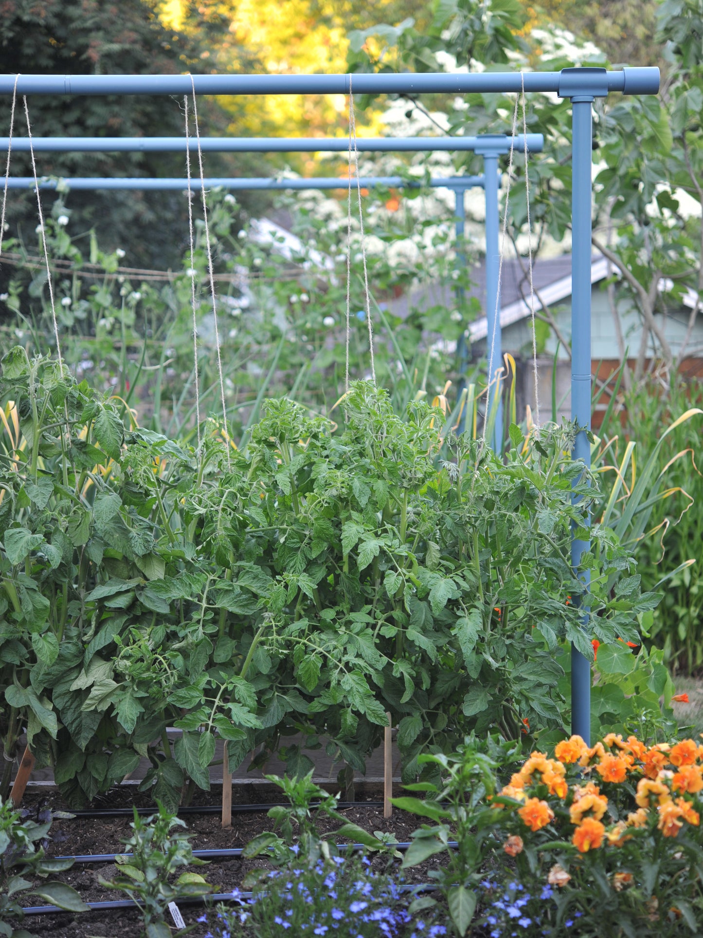 Dusty blue Freyr trellis growing tomatoes vertically in a garden