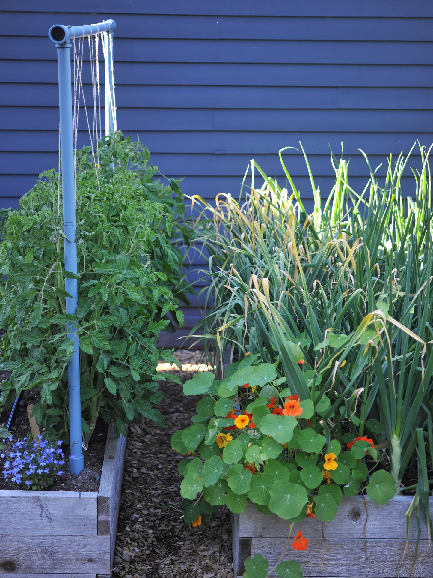 Dusty blue Freyr trellis growing tomatoes vertically