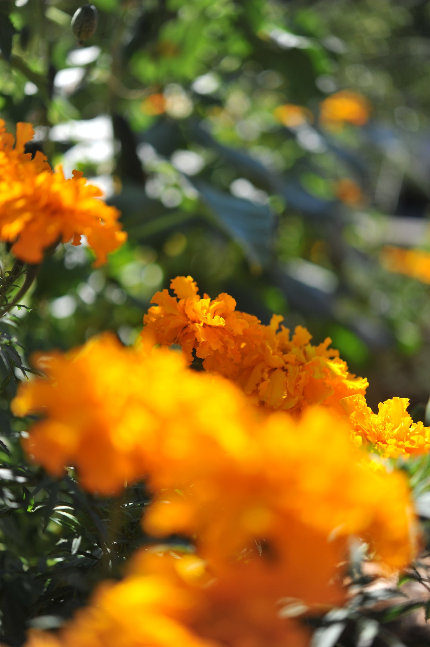 Marigolds - Giant Bouquet - Orange & Yellow Beast