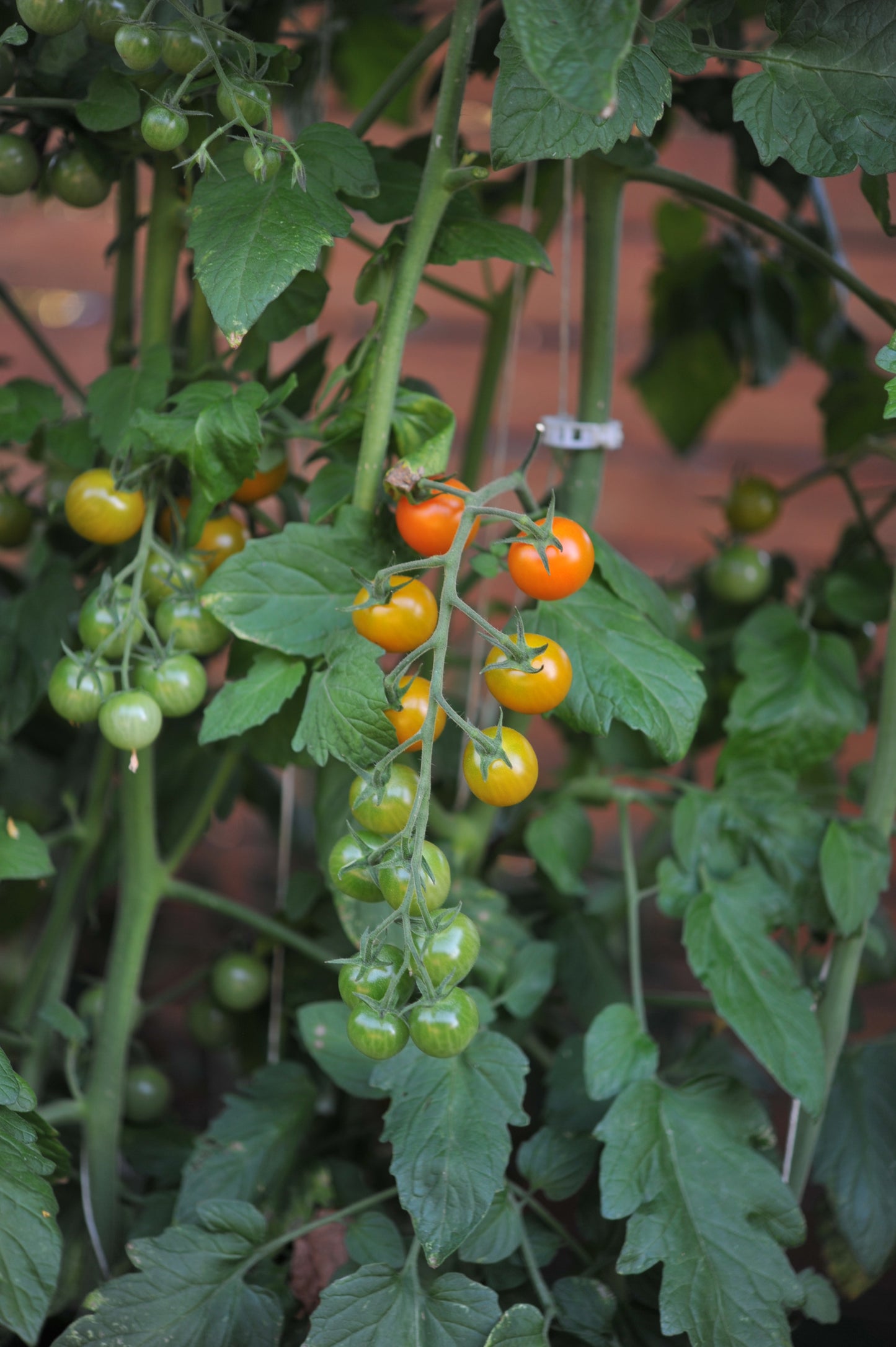 Tomato Cherry Sungold