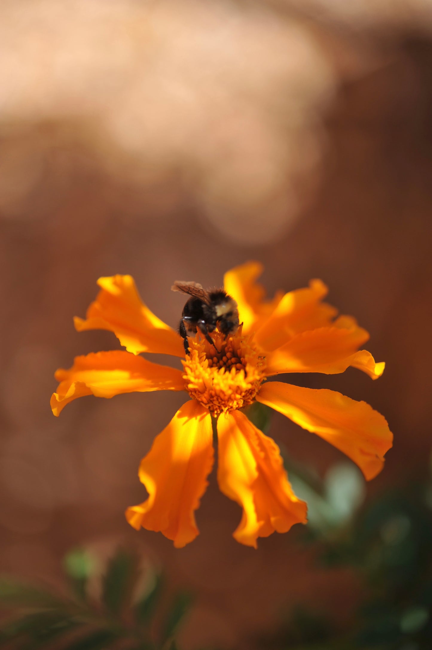 Marigolds - Giant Bouquet - Orange & Yellow Beast