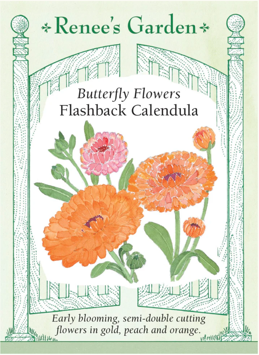 Flashback Calendula