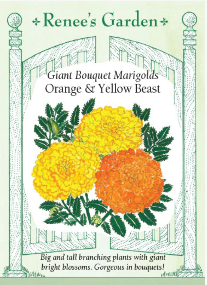 Giant Bouquet Marigolds Orange and yellow seed