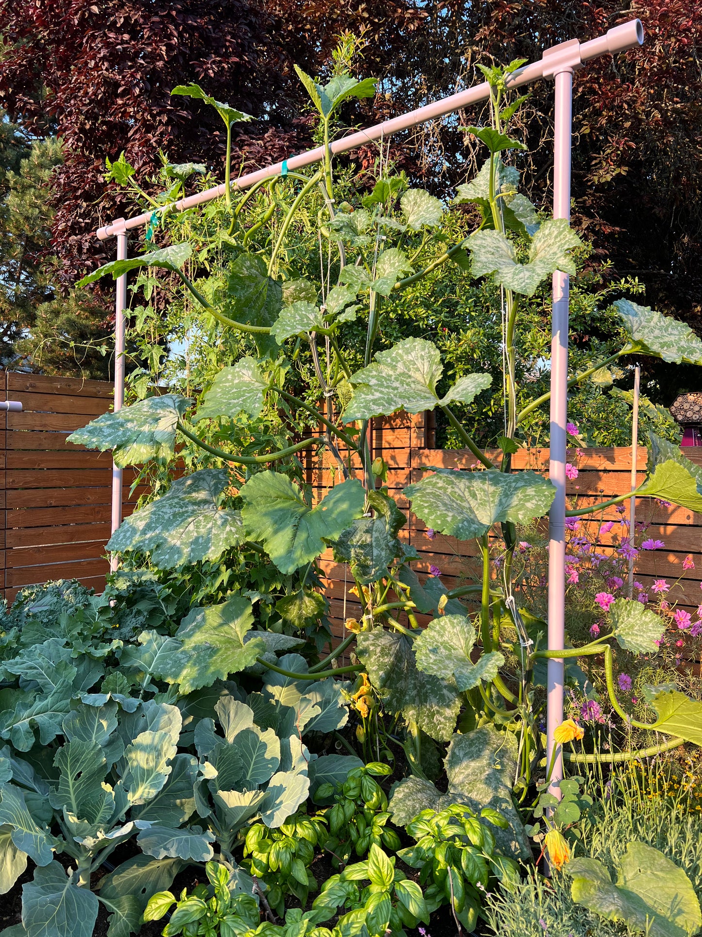 Squash Summer Zucchini Incredible Escalator Organic