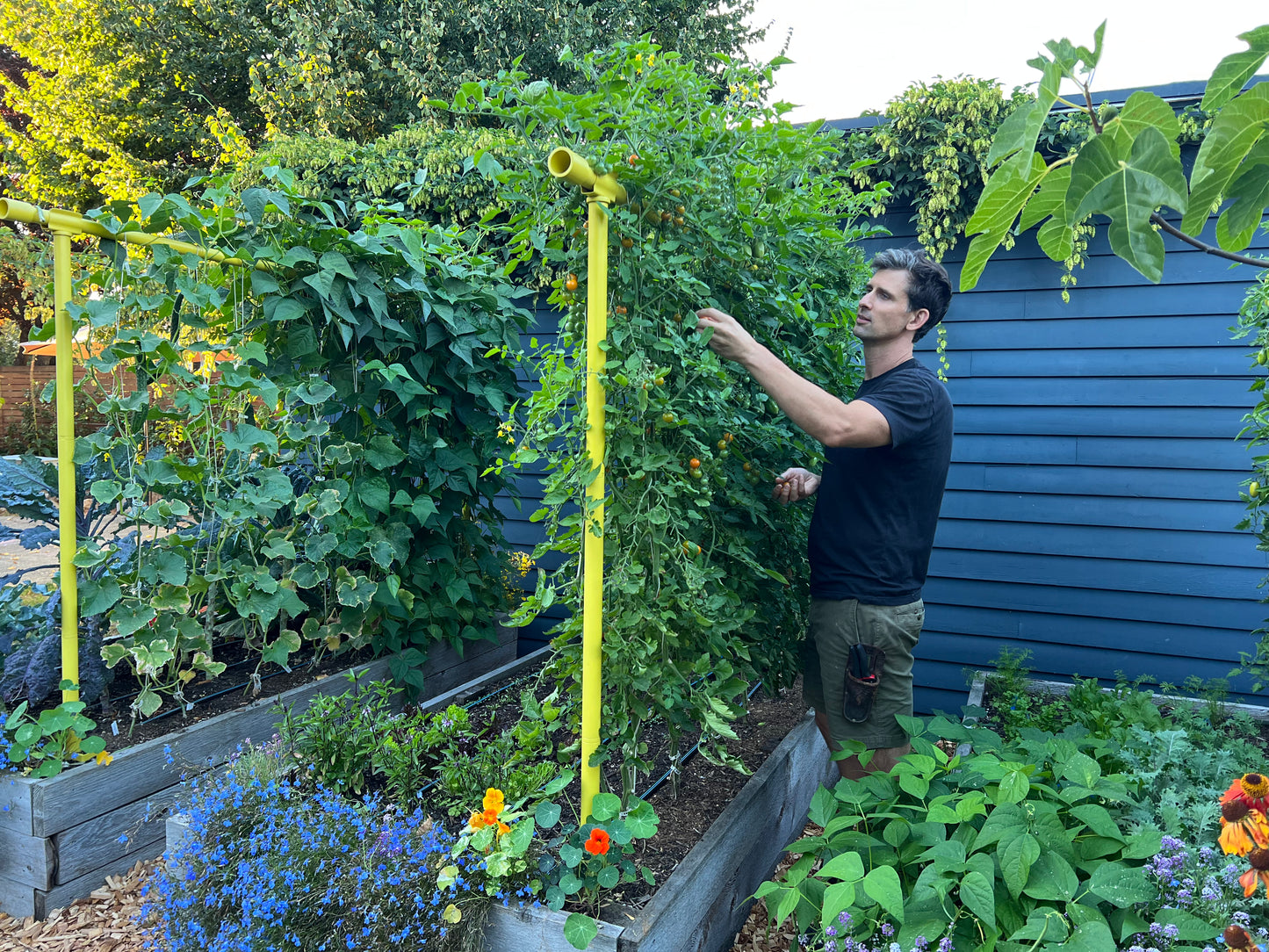 Tomato Cherry Sungold