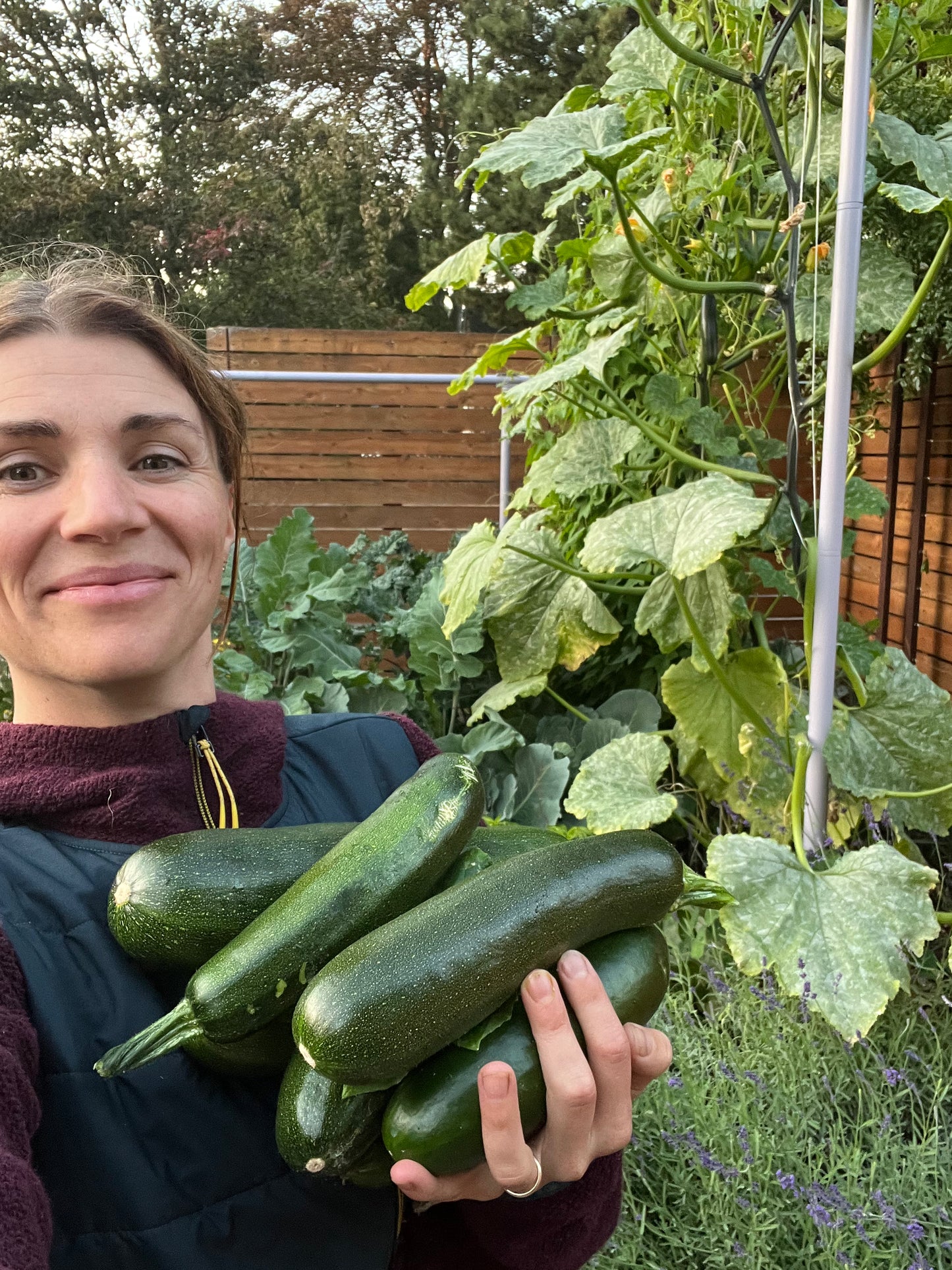 Squash Summer Zucchini Incredible Escalator Organic
