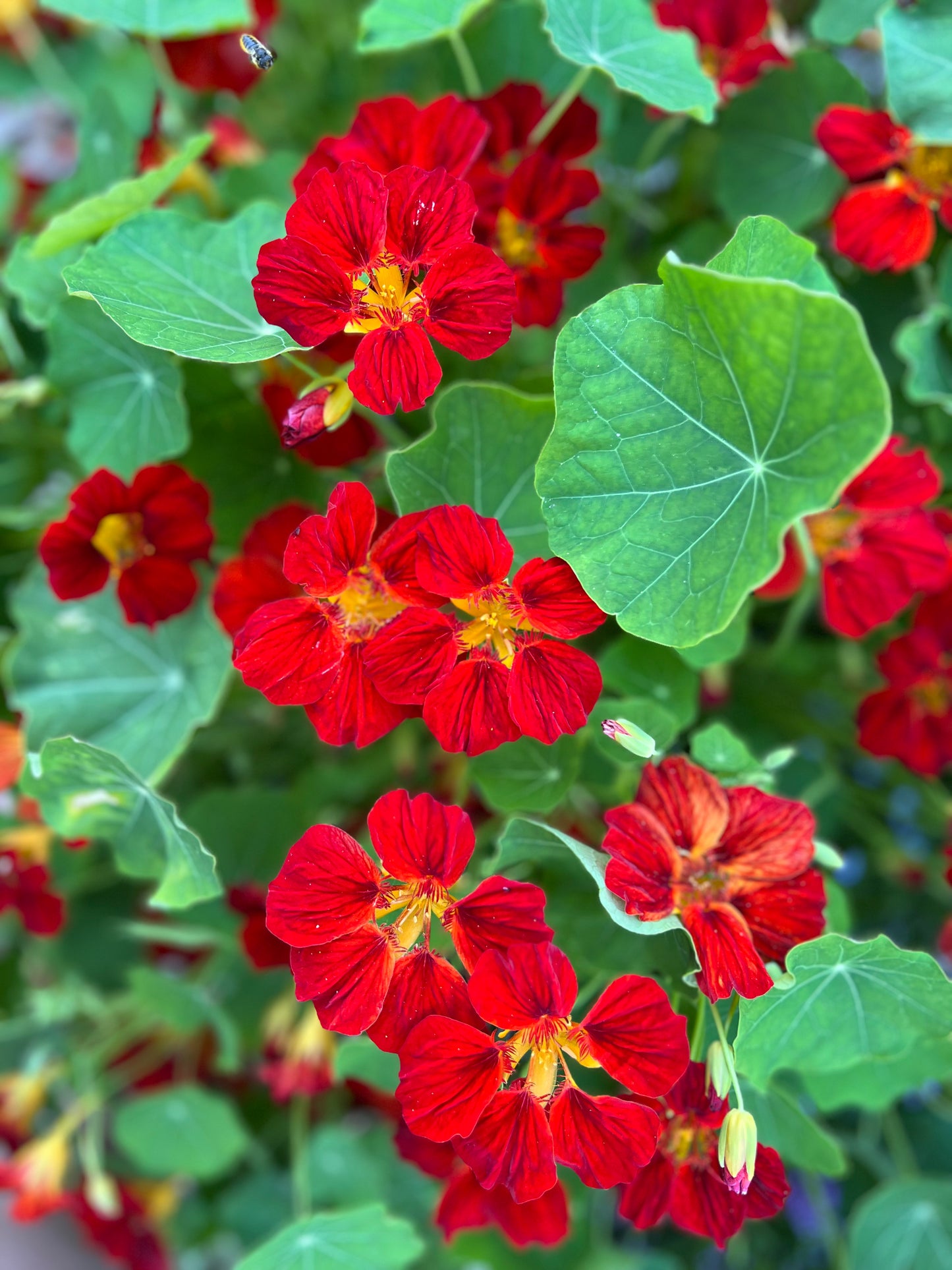 Nasturtium Copper Sunset