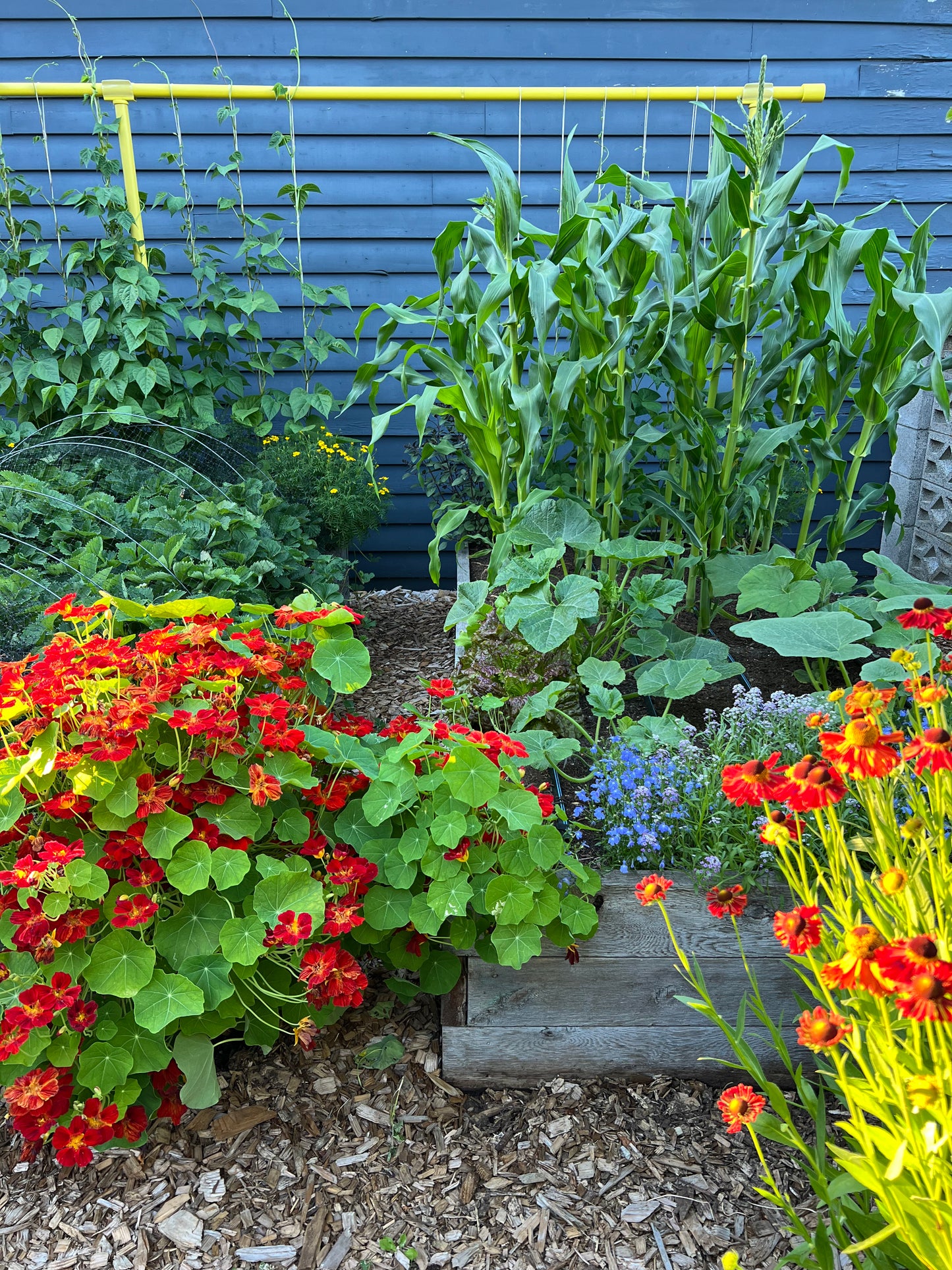 Nasturtium Copper Sunset