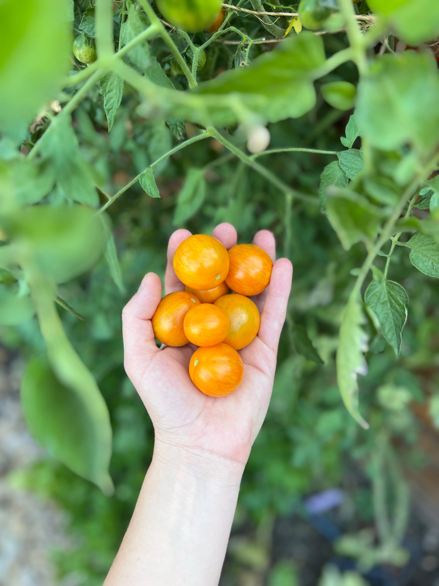 Tomato Cherry Triple Treats Organic