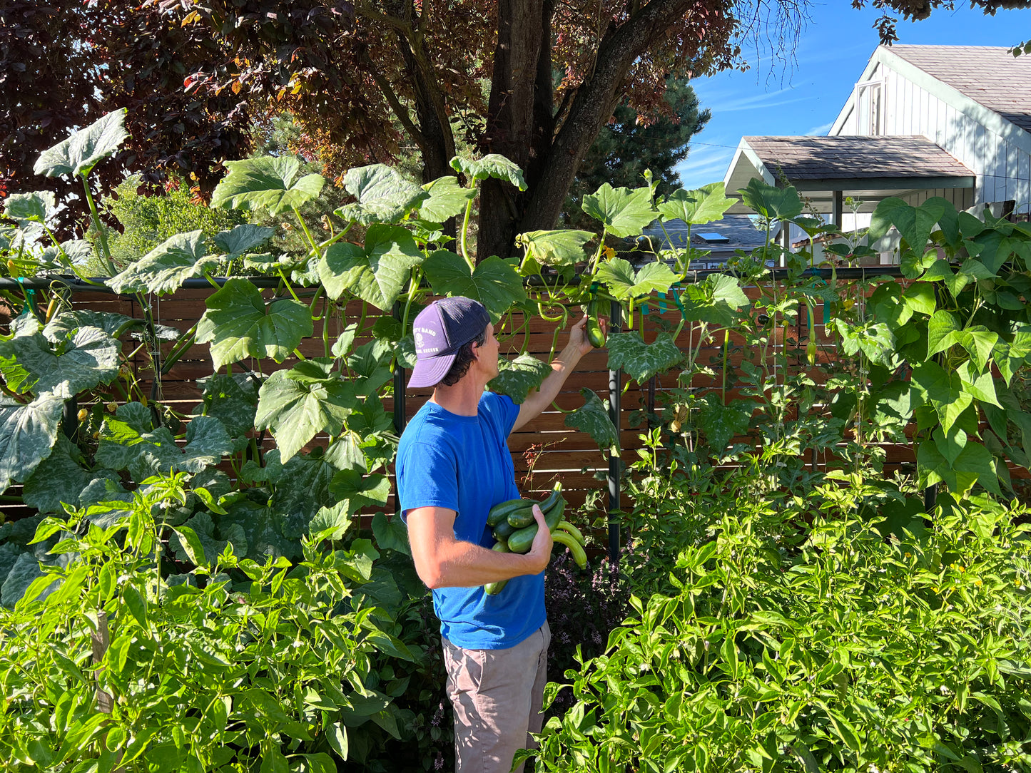 Squash Summer Zucchini Incredible Escalator Organic