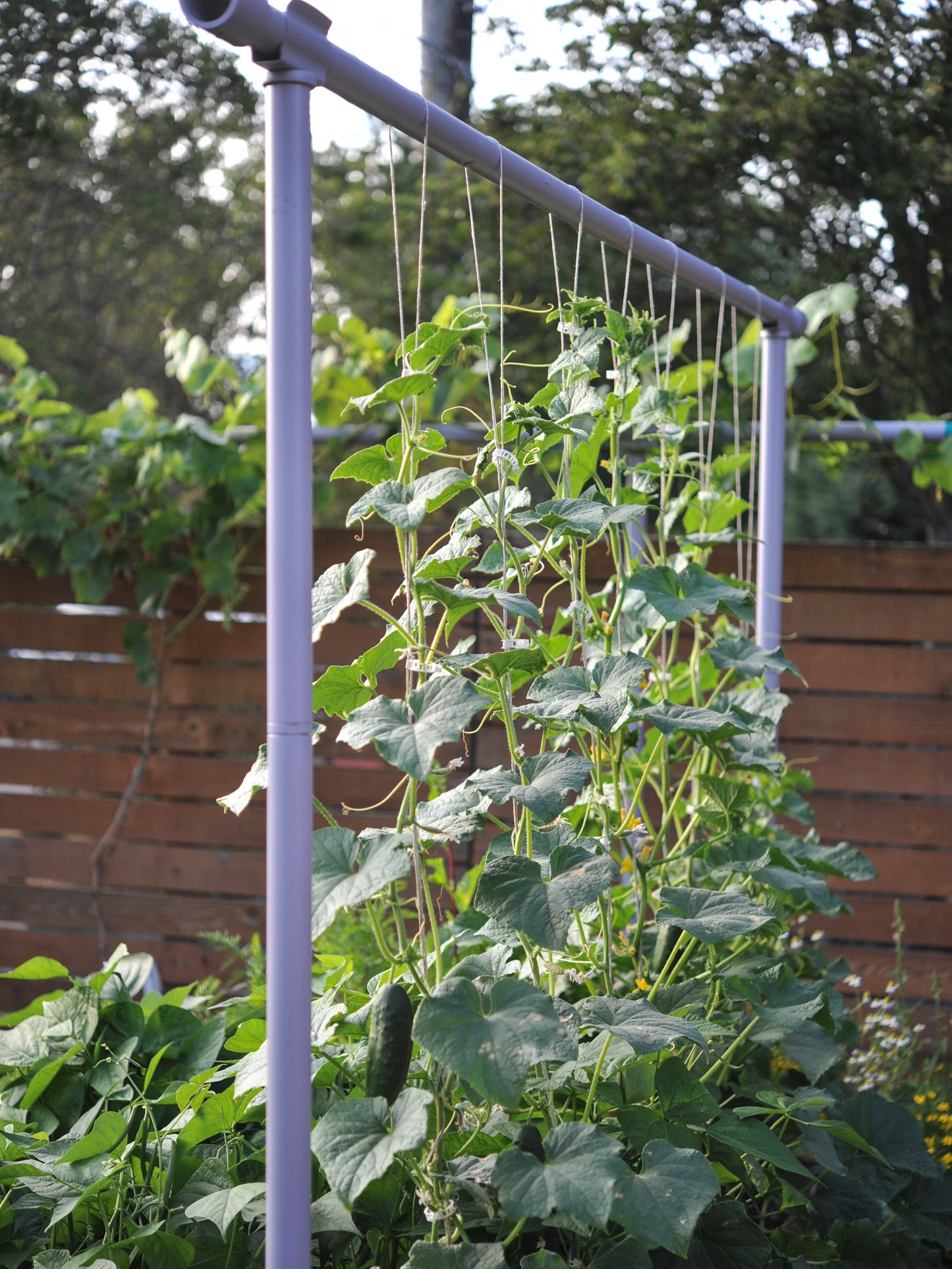 Freyr vegetable garden string trellis, lavender color, vertically growing cucumbers.