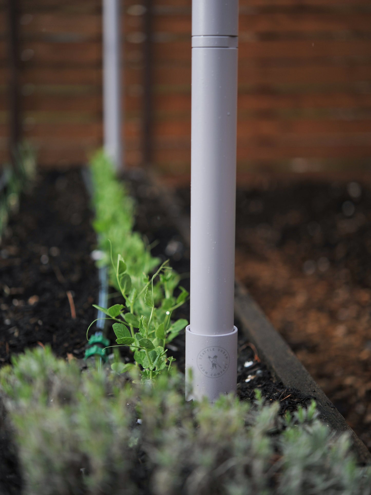 Lavender Freyr trellis growing sugar snap peas vertically