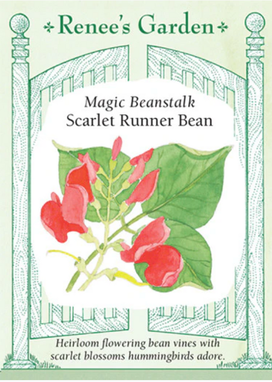 Magic Beanstalk Scarlet Runner Bean Seed