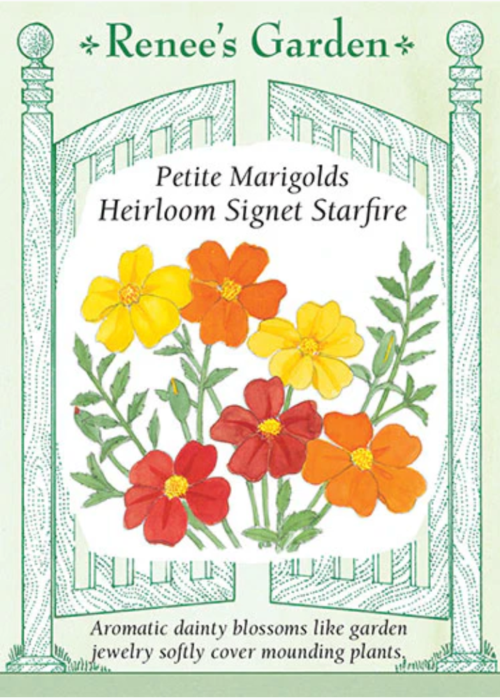 Petite Marigolds Heirloom Signet Starfire seed