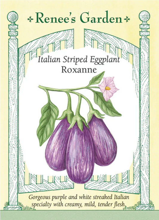 Eggplant  - Roxanne Italian Striped