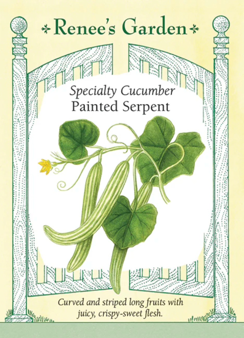 Cucumber - Painted Serpent
