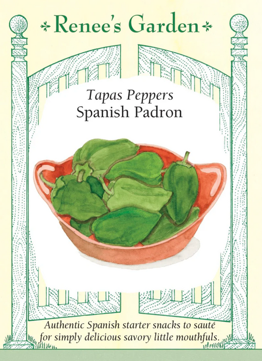 Pepper - Sweet Spanish Padron