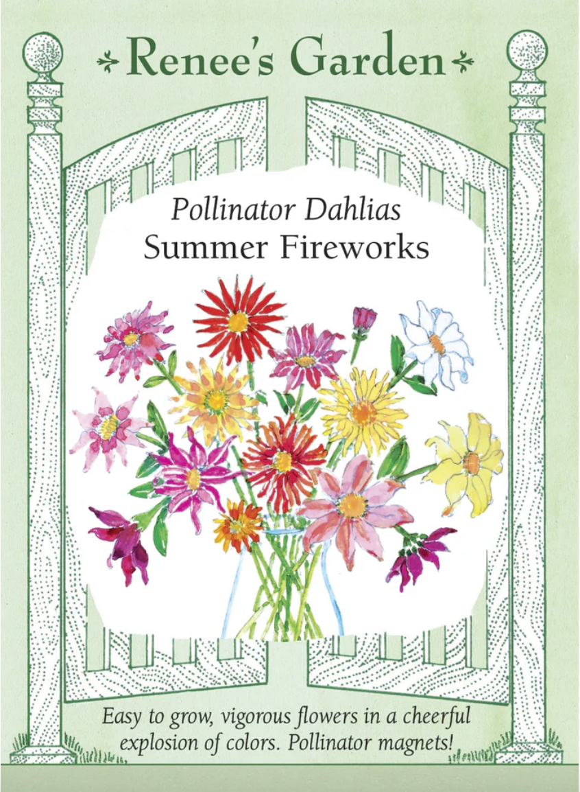 Summer Fireworks Dahlias Mix seed